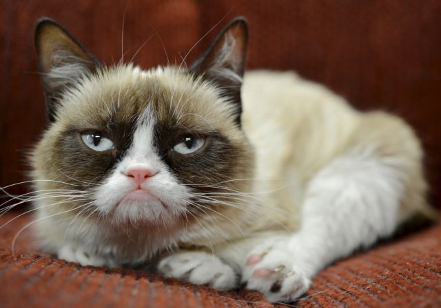 Ακόμη μια κατσουφιασμένη εμφάνιση έκανε η Grumpy Cat στη Νέα Υόρκη